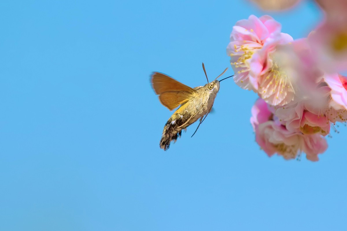 长喙天蛾戏红梅