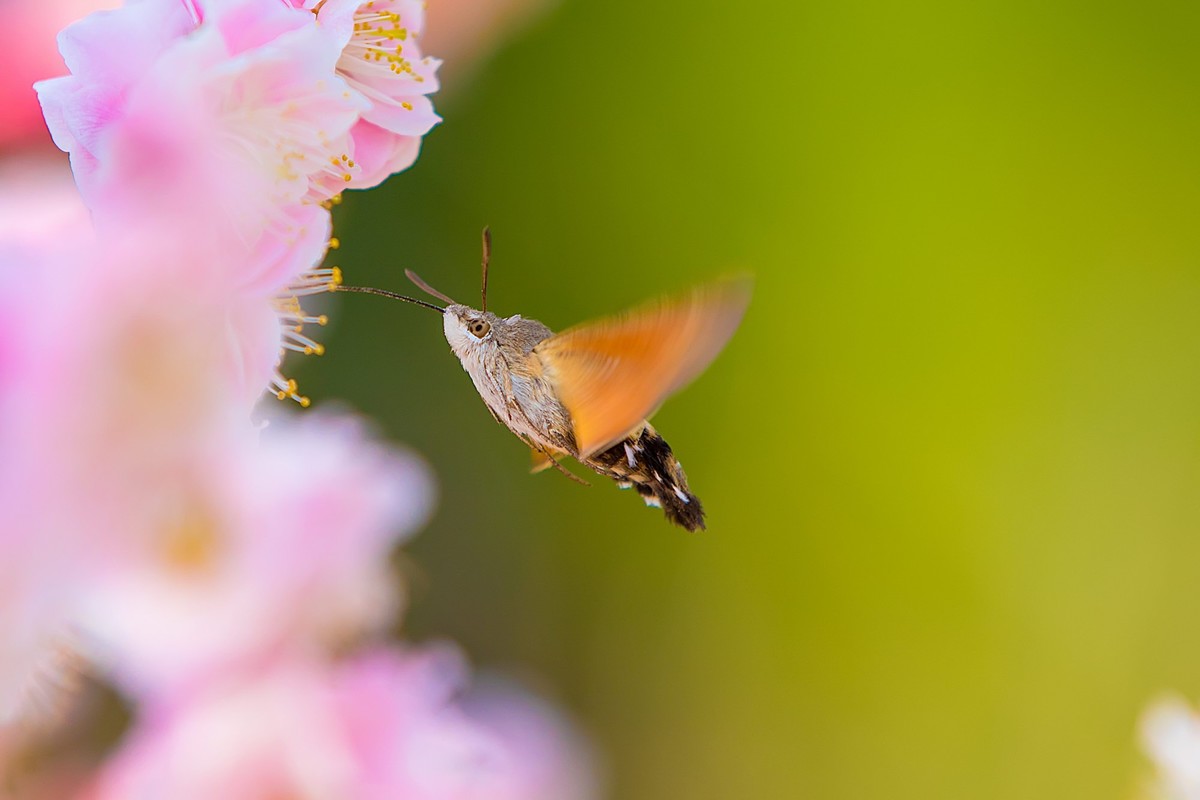 长喙天蛾戏红梅