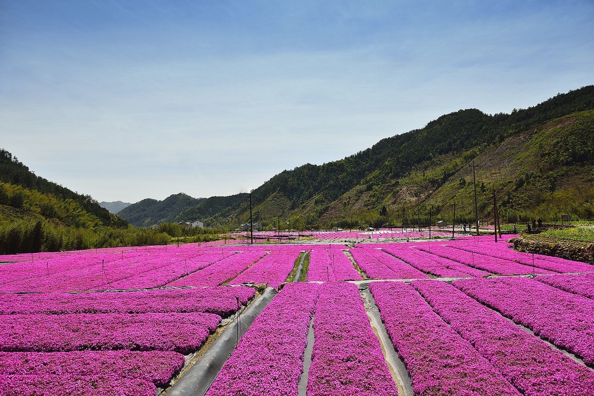 自驾惊艳花海的小城：芝樱花