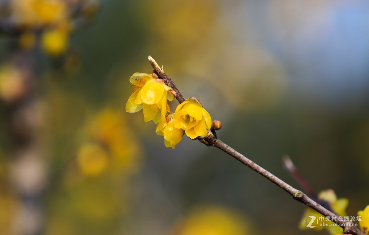 佳能80D+70-200II代镜头试拍