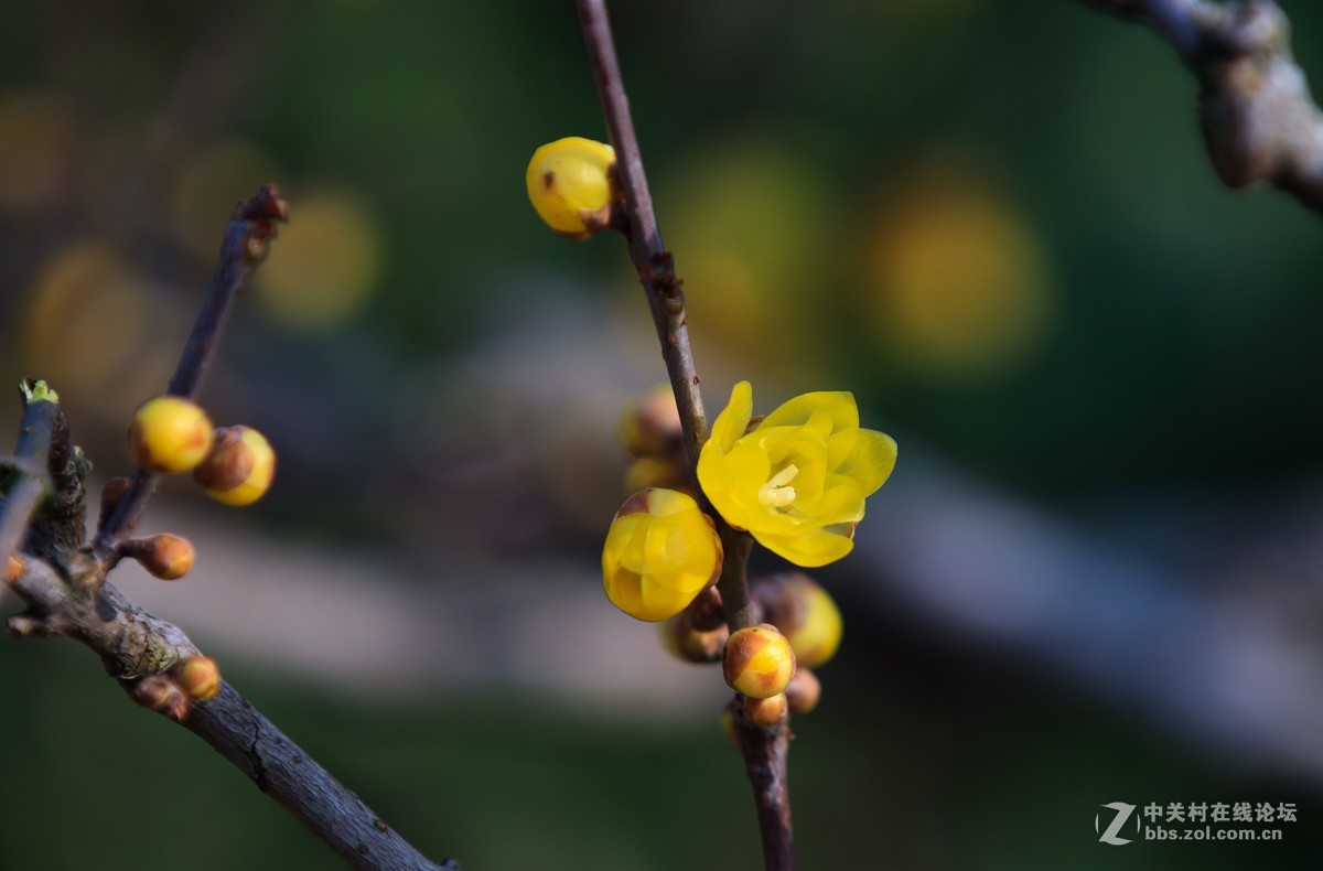 佳能80D+70-200II代镜头试拍