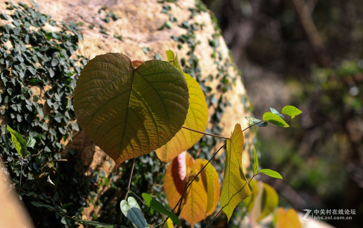 佳能80D+70-200II代镜头试拍