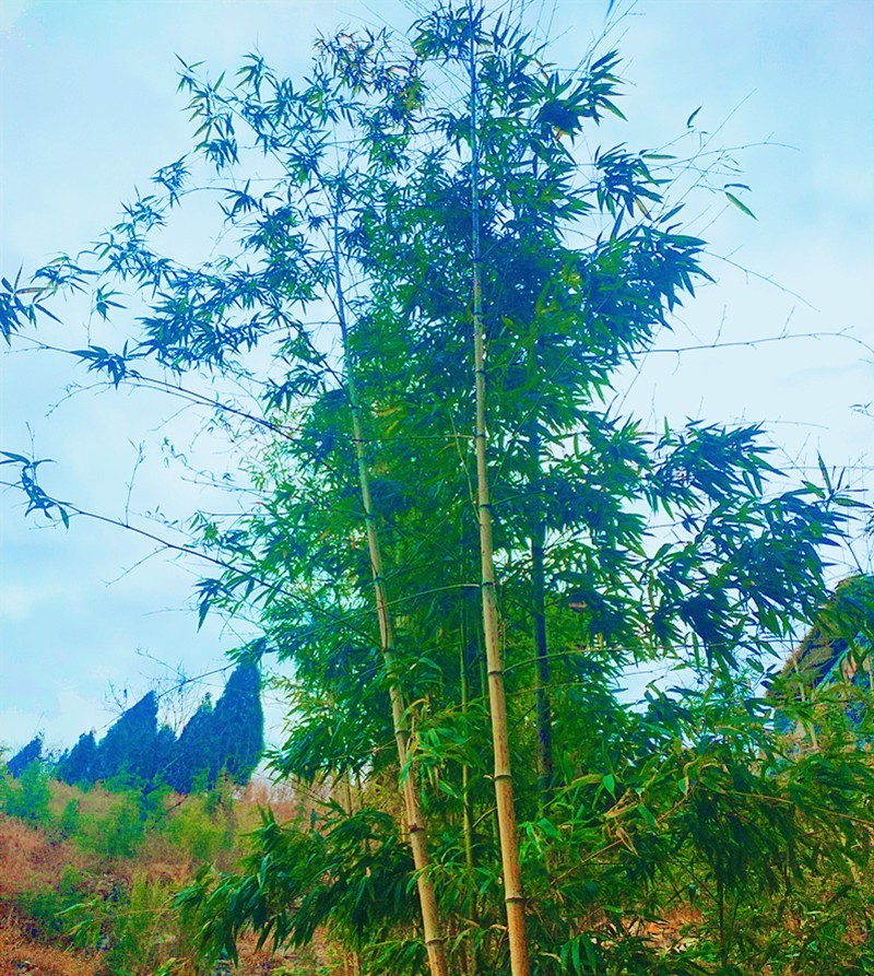 莫叹风景萧飒 趁天气晴好来长春观感受冬日暖阳下的美景