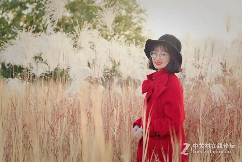 芦苇花美女