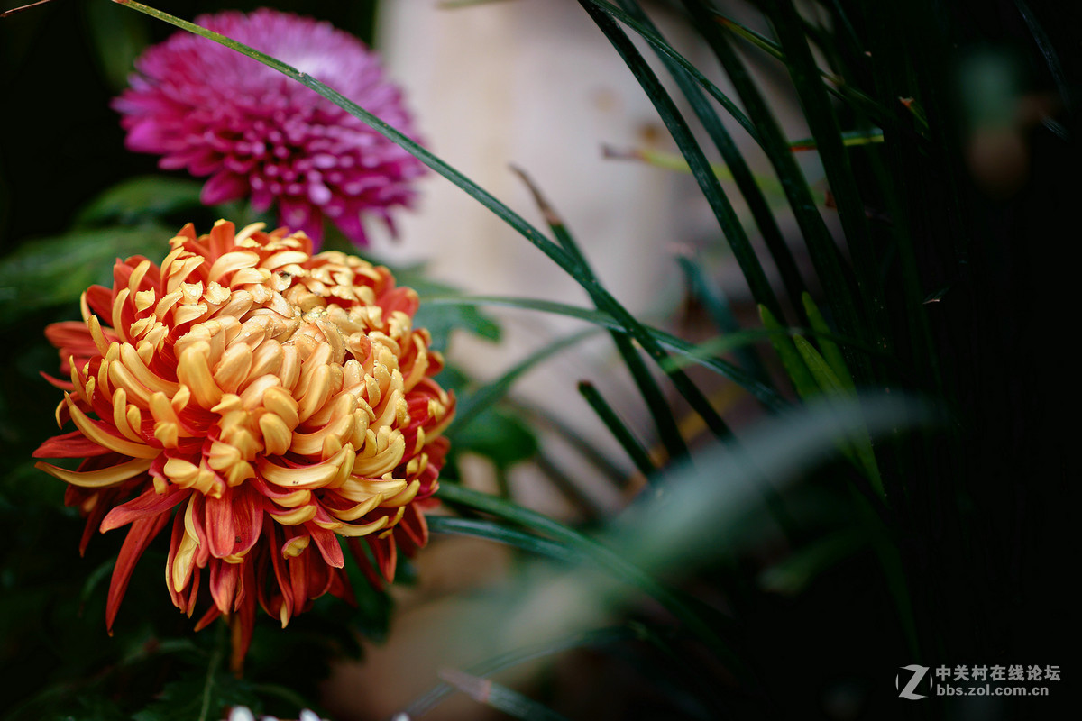 适马50A拍菊花展