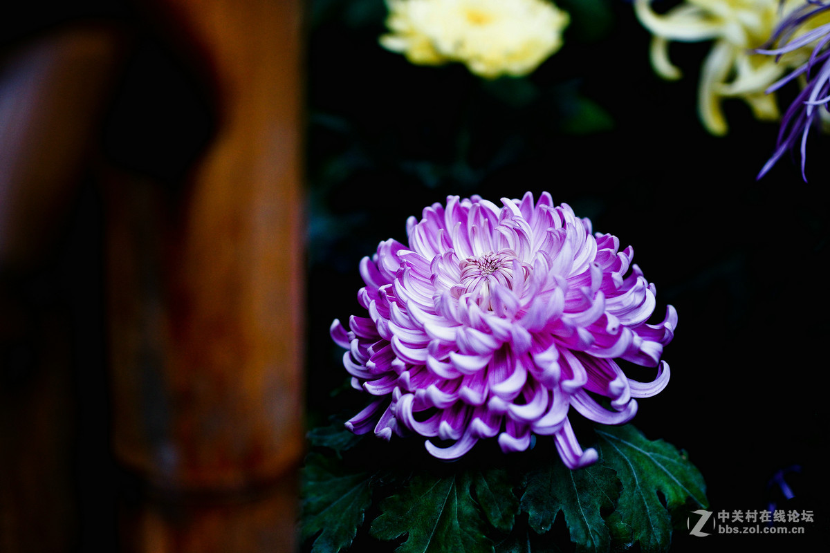 适马50A拍菊花展