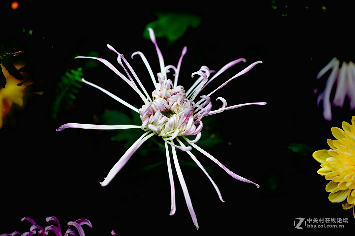 适马50A拍菊花展