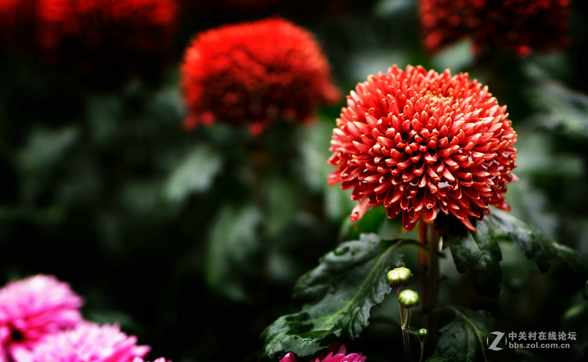 适马50A拍菊花展