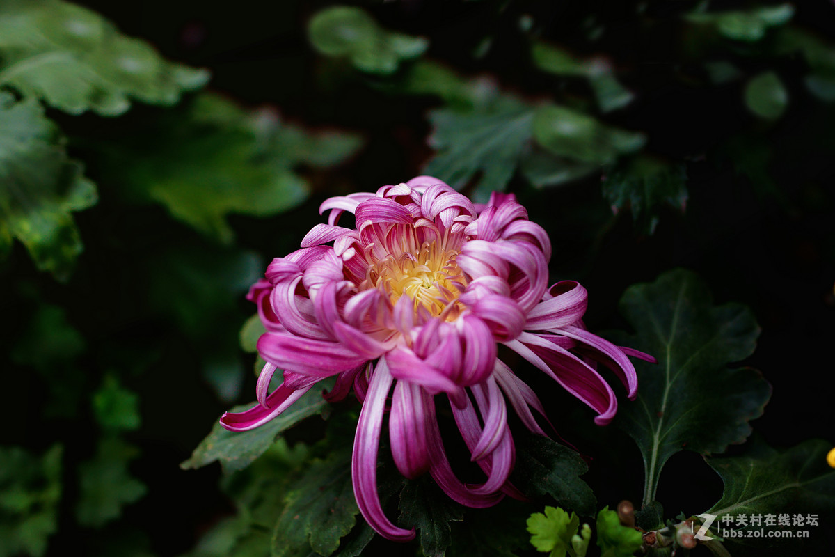 适马50-1.4A镜拍菊展