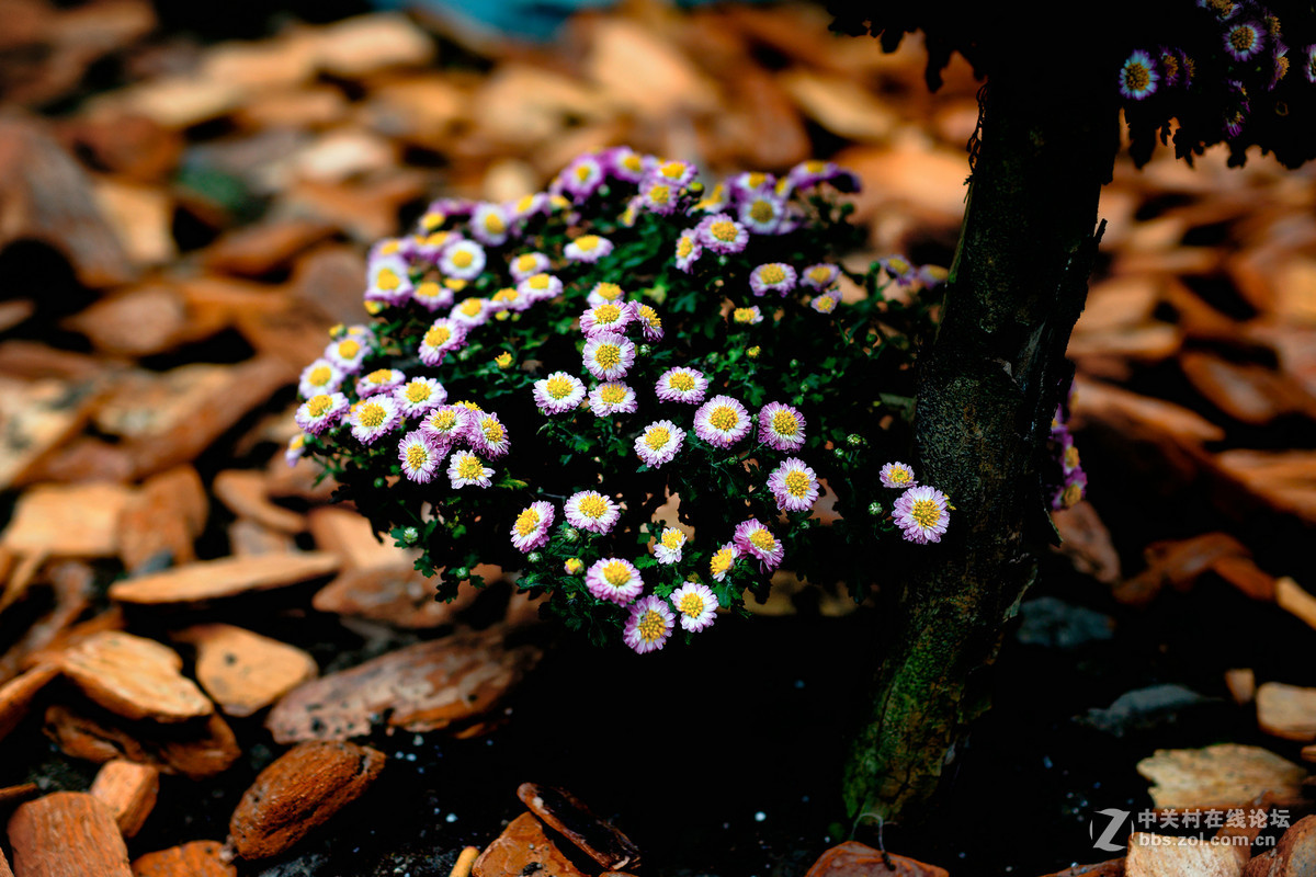 适马50-1.4A镜拍菊展