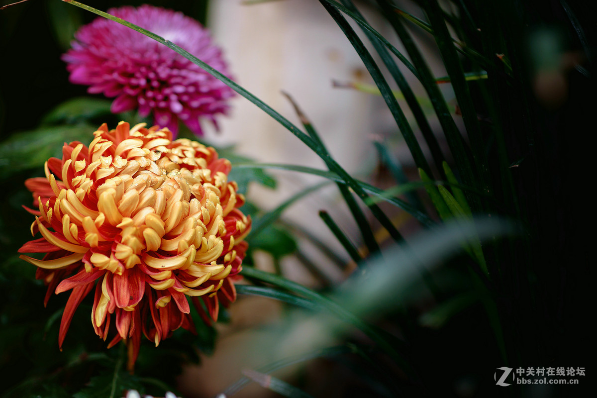 适马50-1.4A镜拍菊展