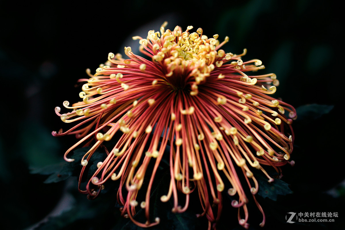 适马50-1.4A镜拍菊展