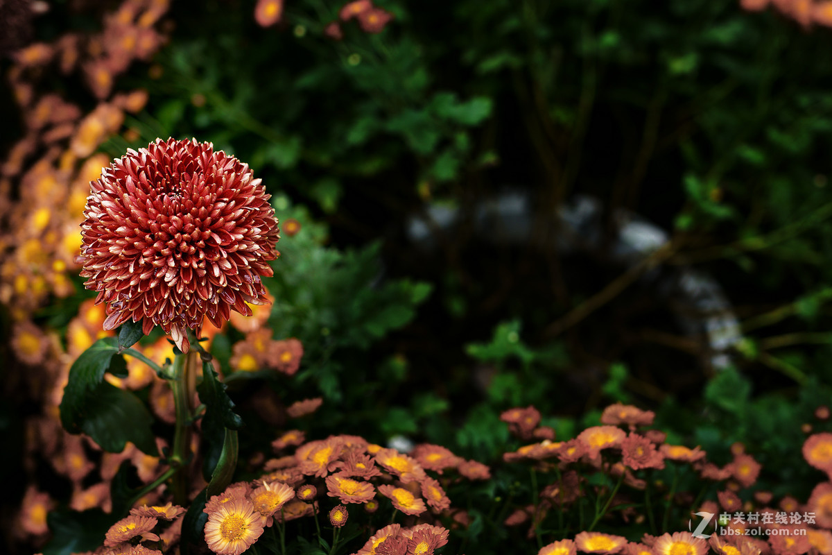 适马50-1.4A镜拍菊展