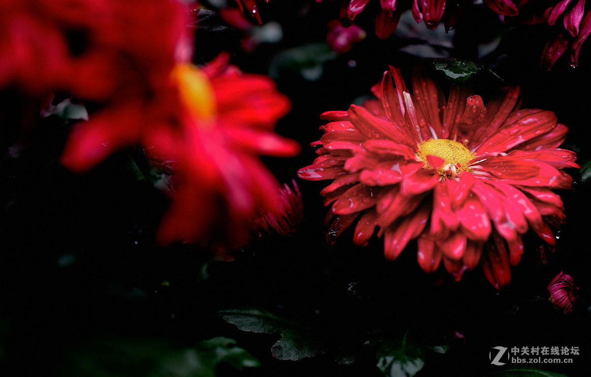 适马50-1.4A镜拍菊展