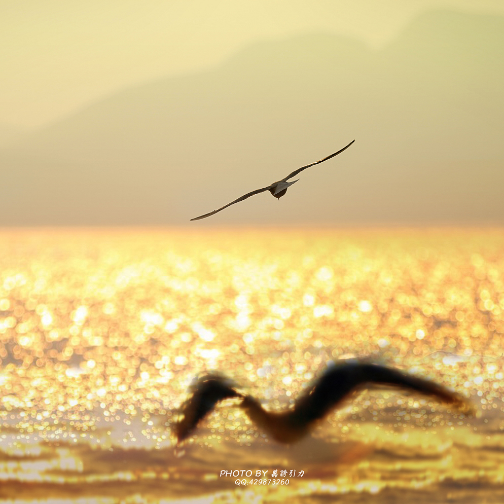 #ZOL月赛—你好2016#霞映鸥归...