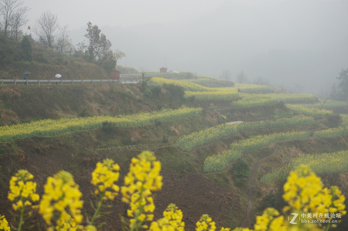 油菜花季节