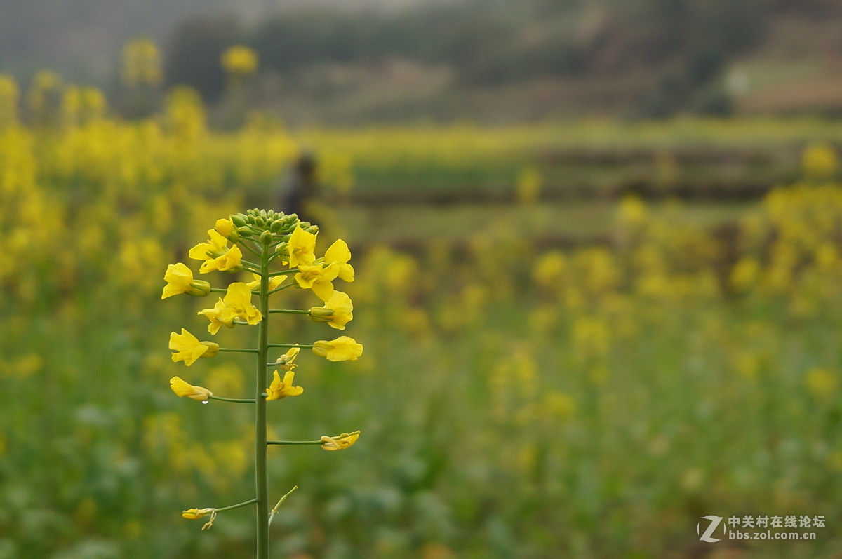 油菜花季节
