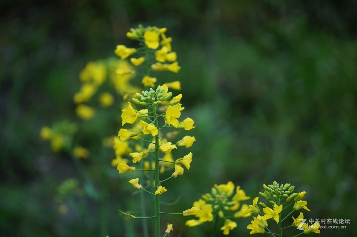 油菜花季节