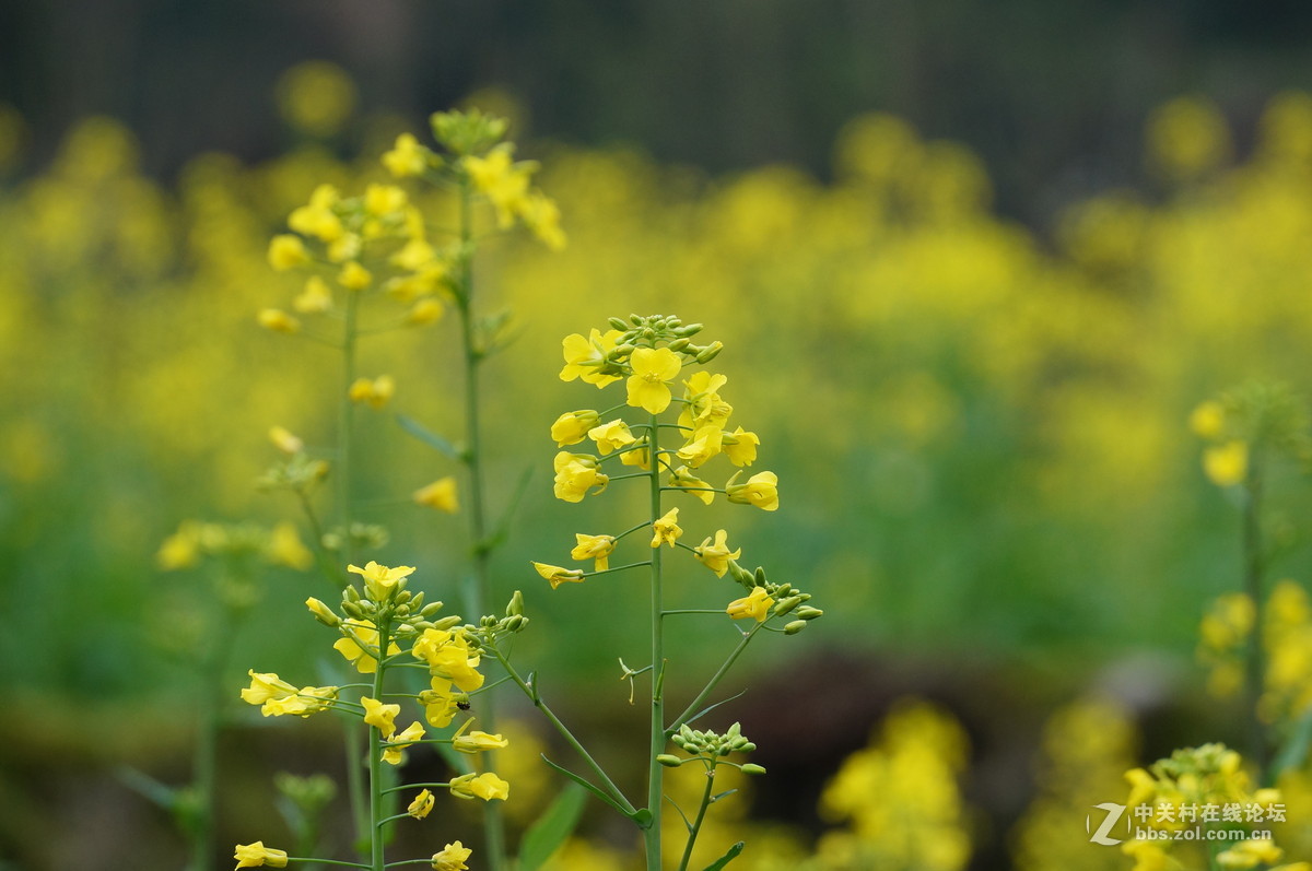 油菜花季节
