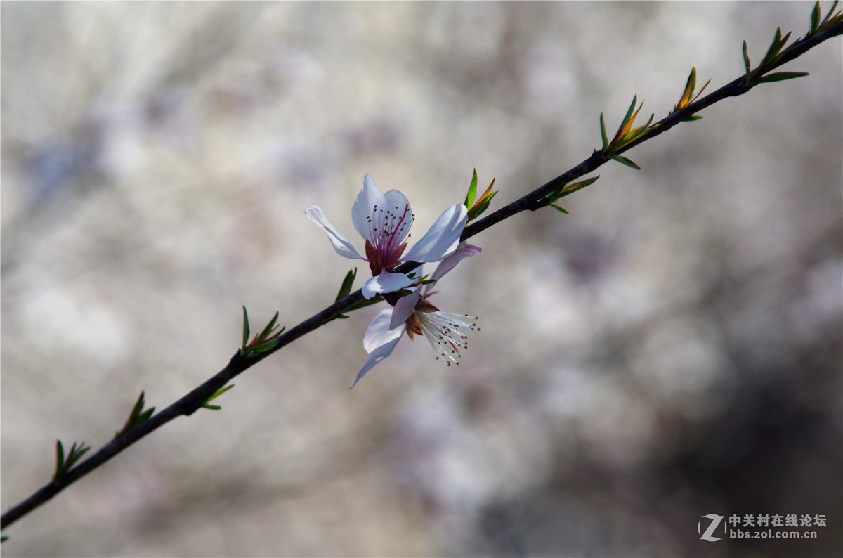 春暖花开，K50+威达28-210公园随拍