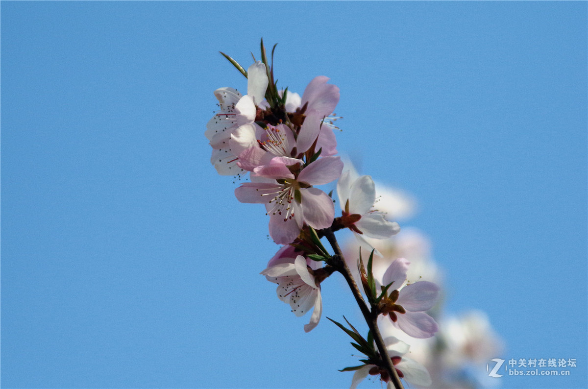 春暖花开，K50+威达28-210公园随拍