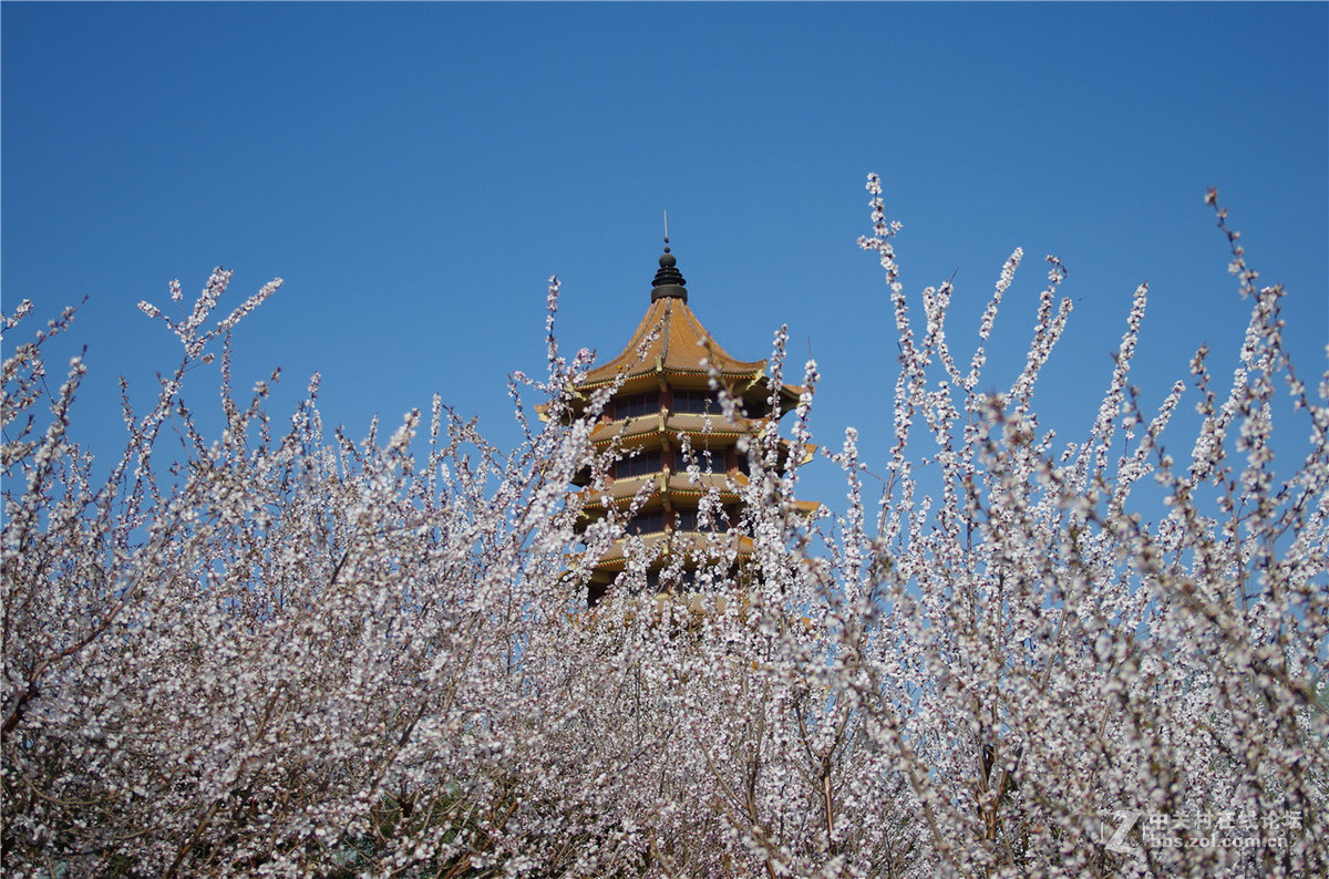 春暖花开，K50+威达28-210公园随拍