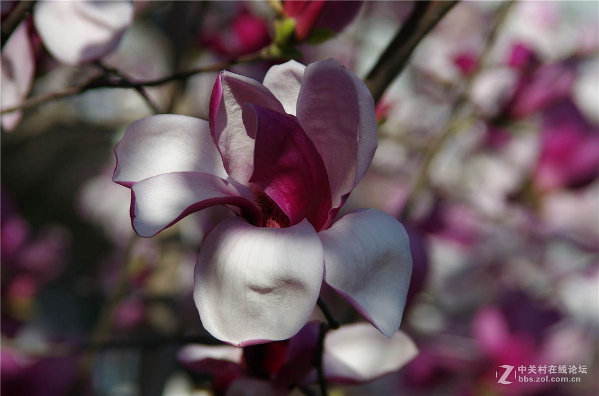 春暖花开，K50+威达28-210公园随拍