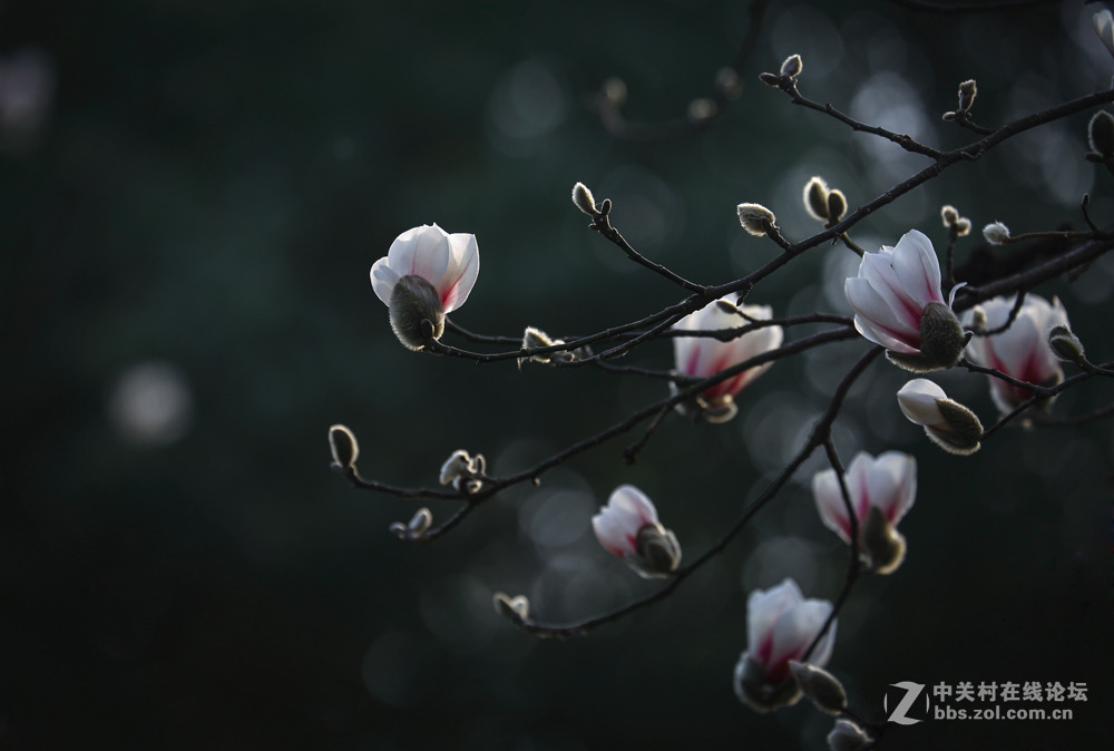 春暖花开