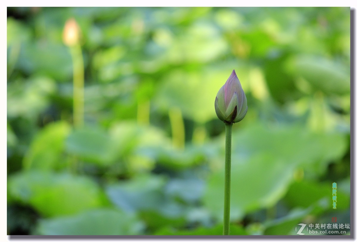 荷花季节待花开