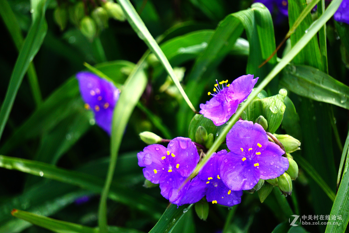 紫霞草亦称子午兰