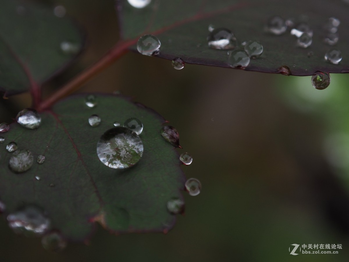 入手一月，发几张近期随拍。