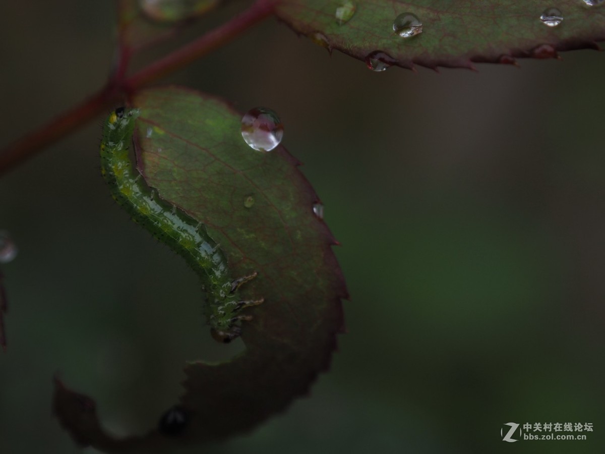 入手一月，发几张近期随拍。