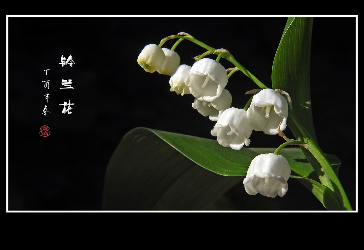 白玉般的小花铃兰花