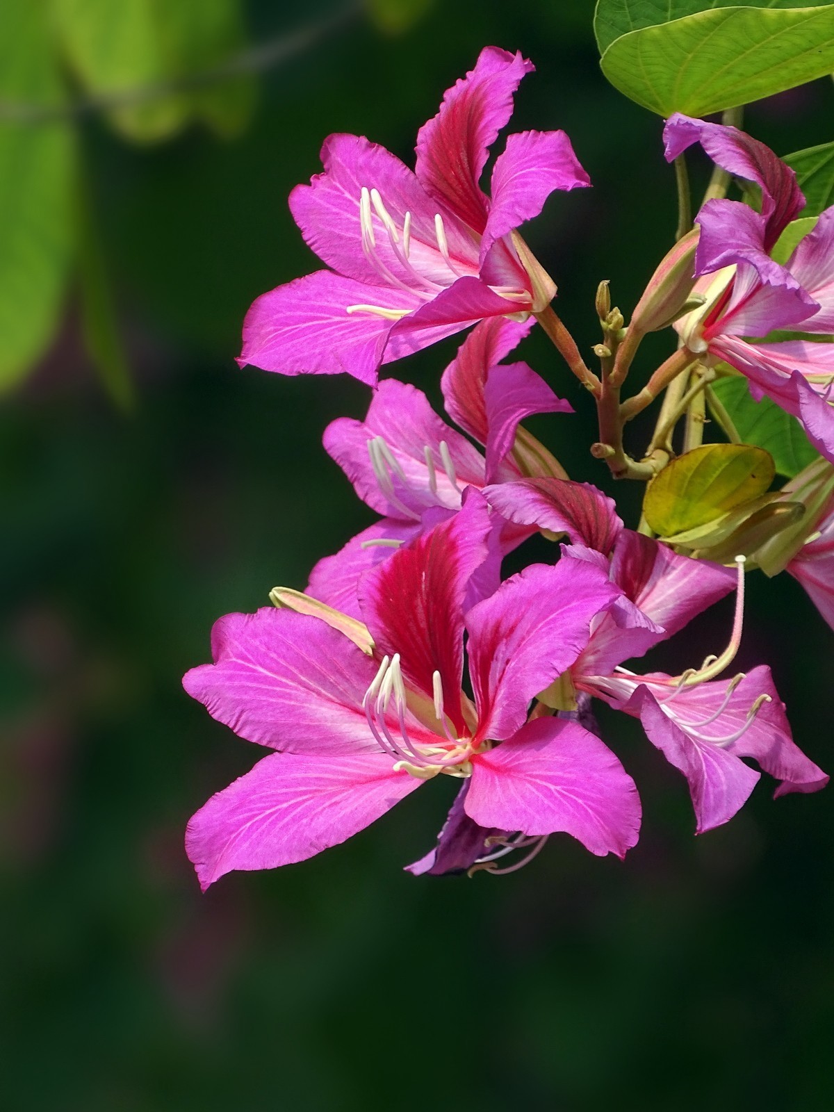 随拍花骨朵之17紫荆花