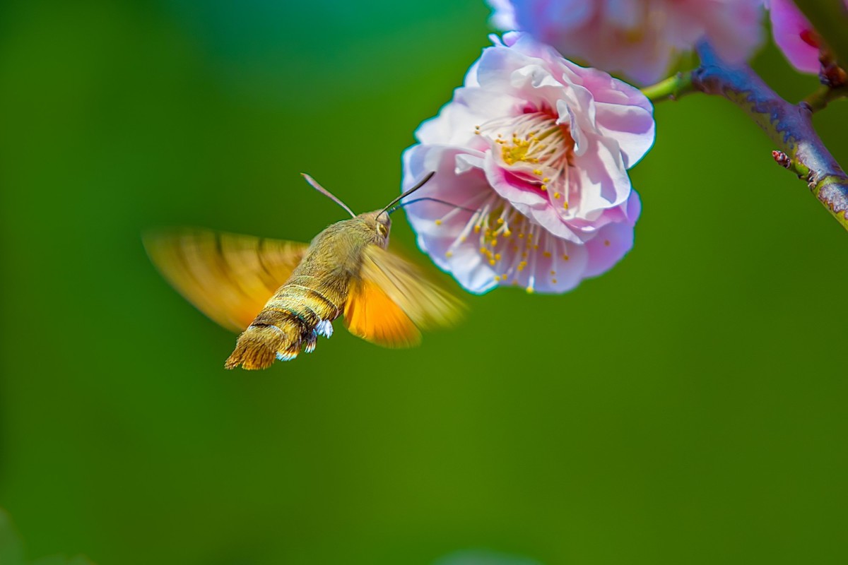 长喙天蛾戏红梅