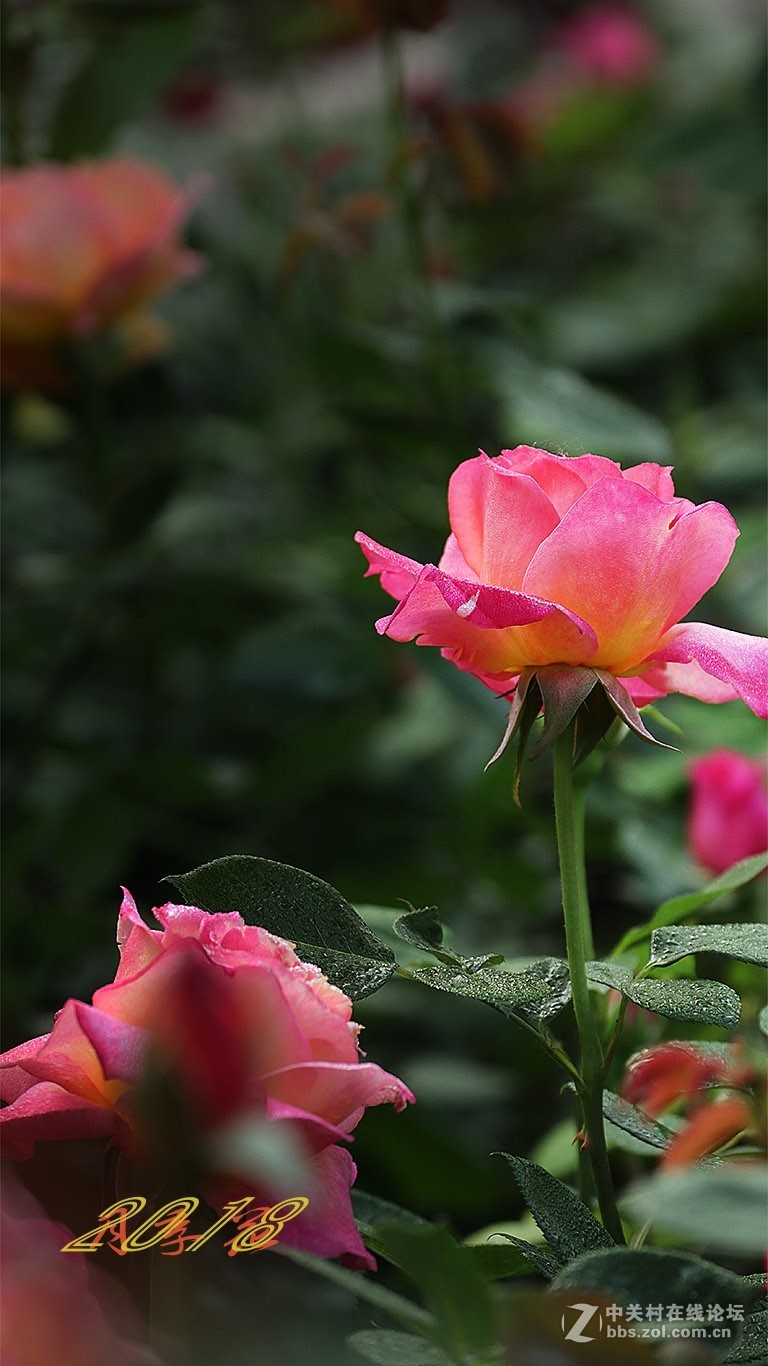 春天花卉2018月季花