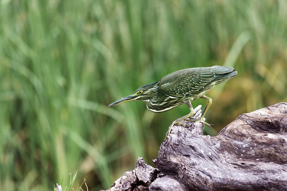 鸟类摄影绿鹭的神态与形态