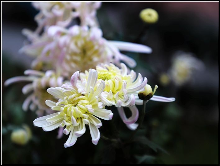 初入单反 ，上几朵菊花，请大家拍砖！