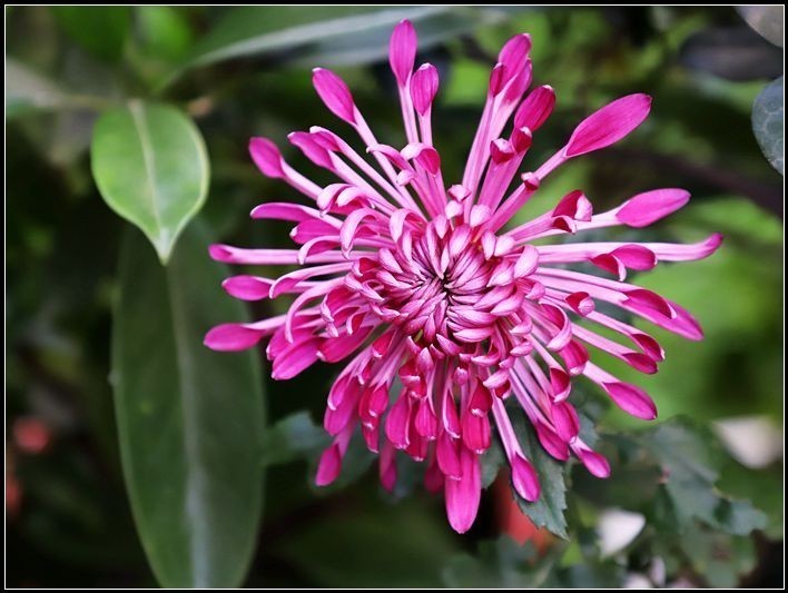 初入单反 ，上几朵菊花，请大家拍砖！