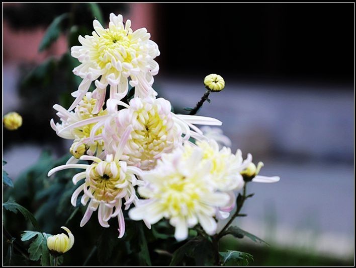 初入单反 ，上几朵菊花，请大家拍砖！