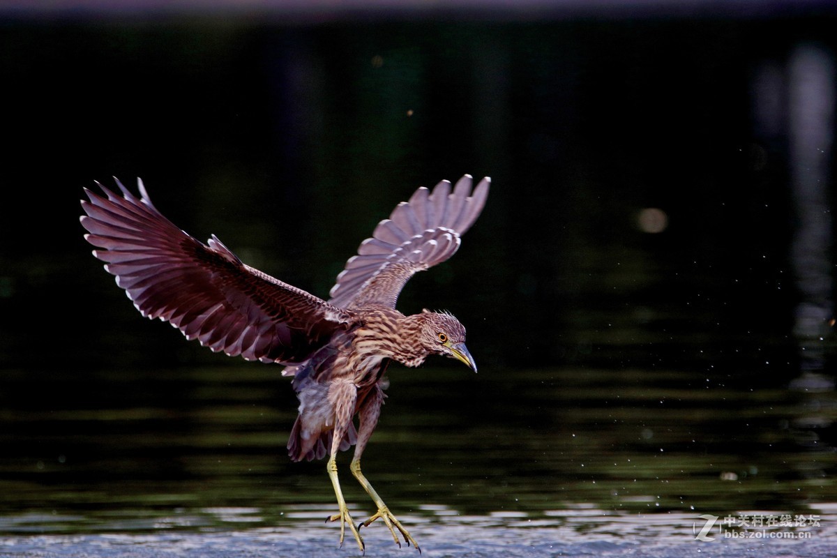 水鳥夜鷺