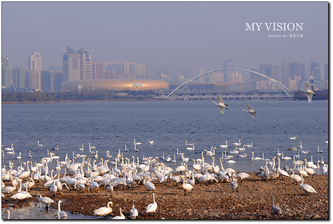 #版主坐堂#【天津版块】2015年12月金钻精华汇总