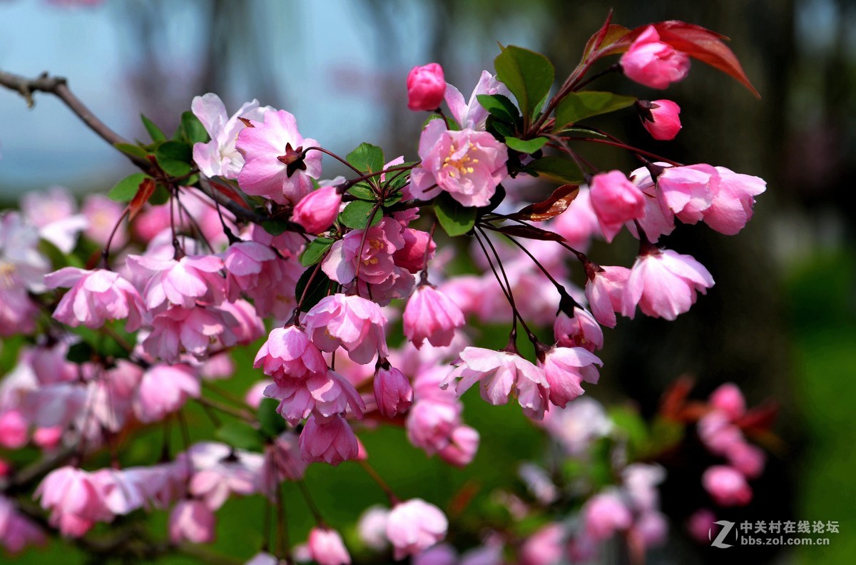 花韵