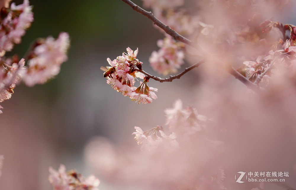 春暖花开