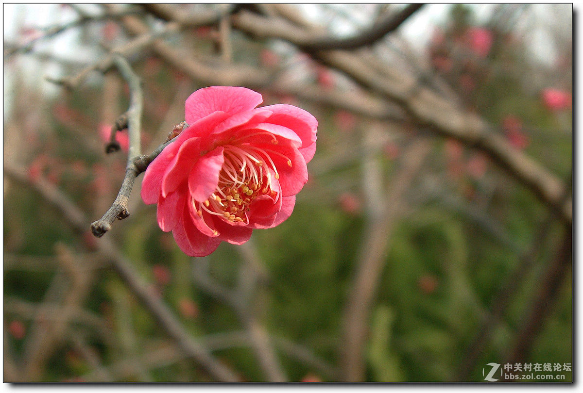 红莓花儿开 （2）