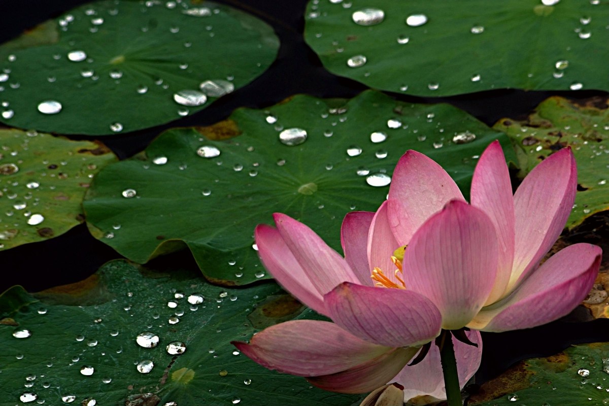 雨後荷花