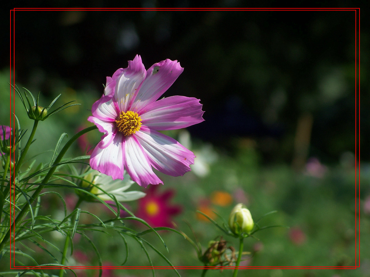 城市里的格桑花