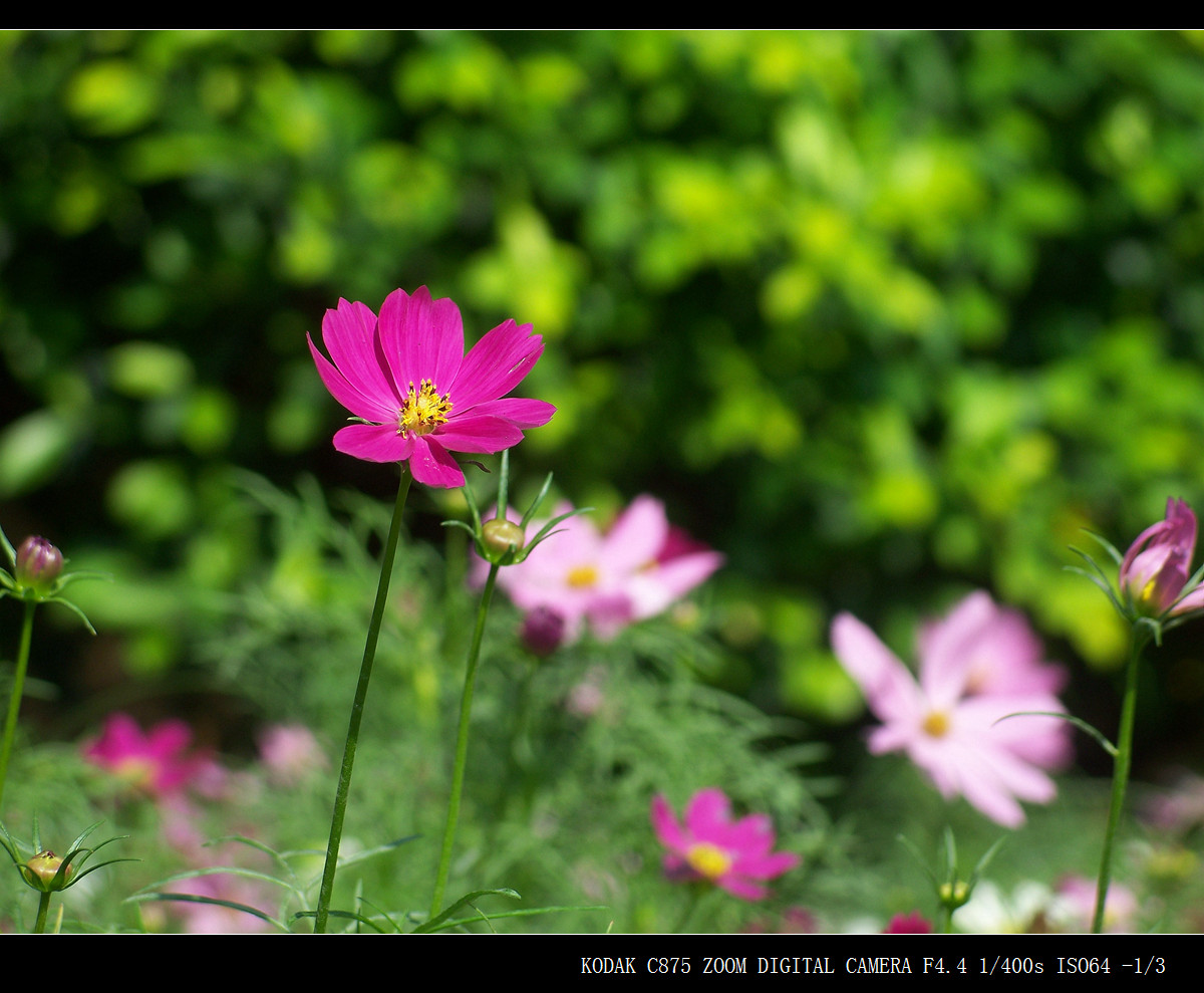 城市里的格桑花