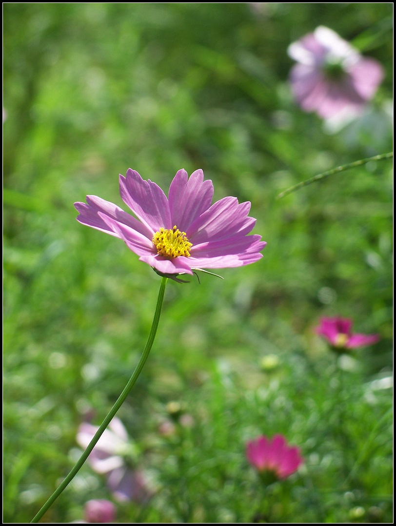 城市里的格桑花