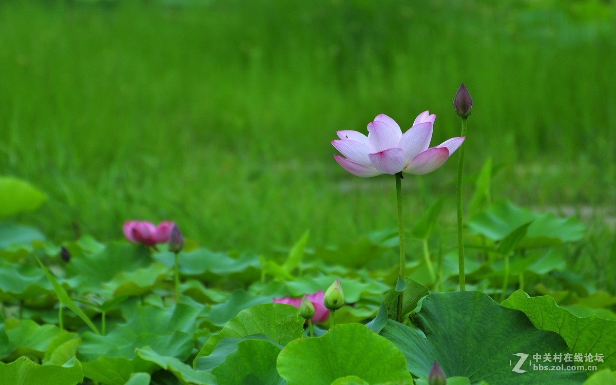 【视觉光影】荷颜悦色（3）